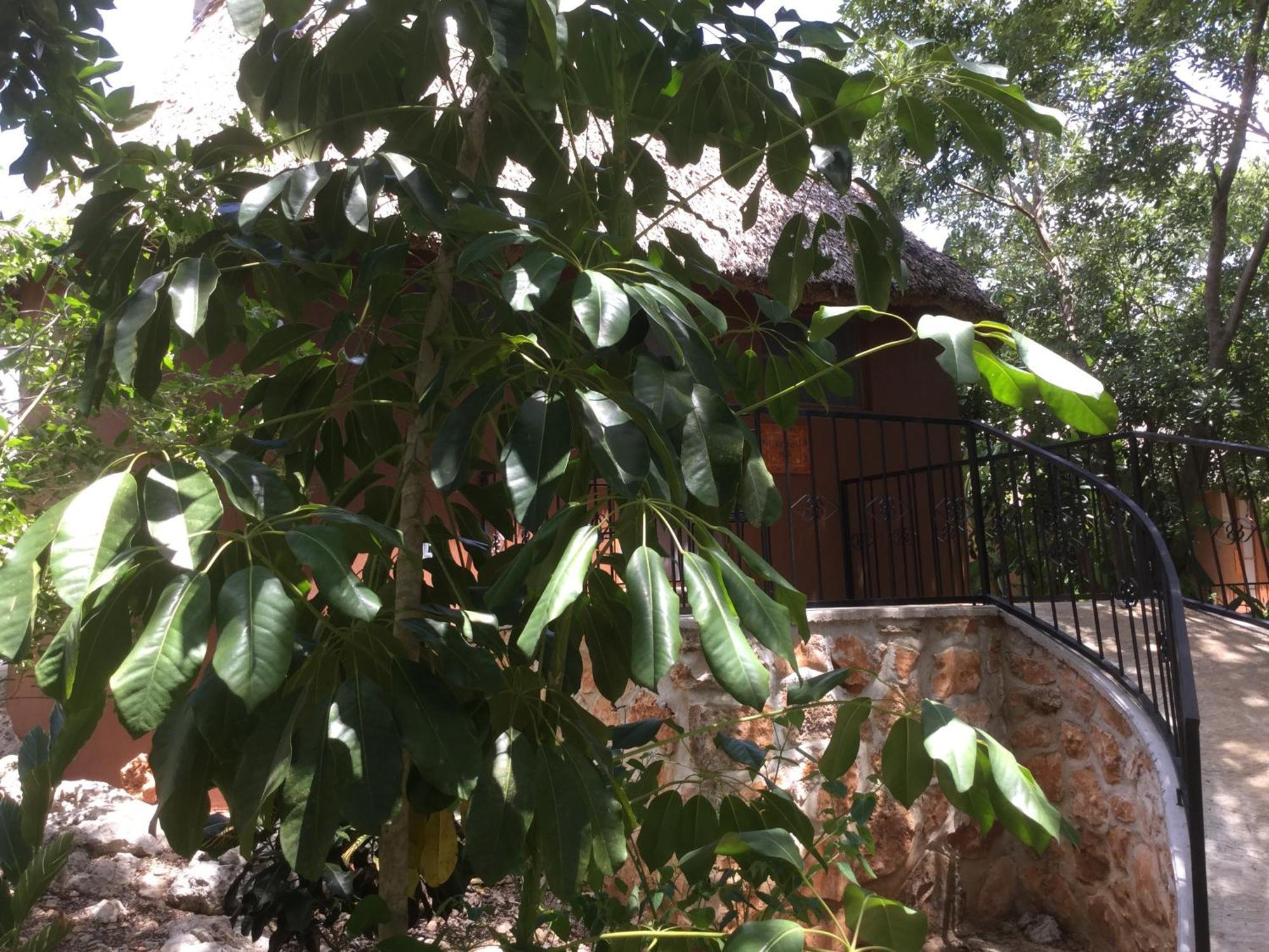The Pickled Onion B&B And Restaurant Uxmal Santa Elena Ruang foto